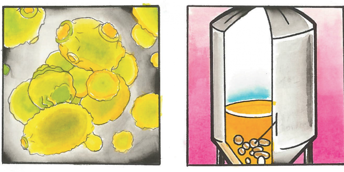 What the Floc is up with Flocculation? Angel City Brewery