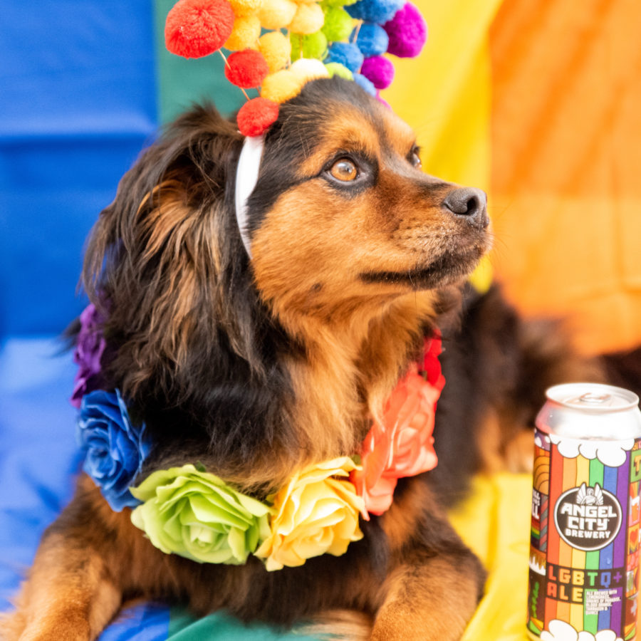 dog wearing rainbow attire posing next to a 16oz can of beer