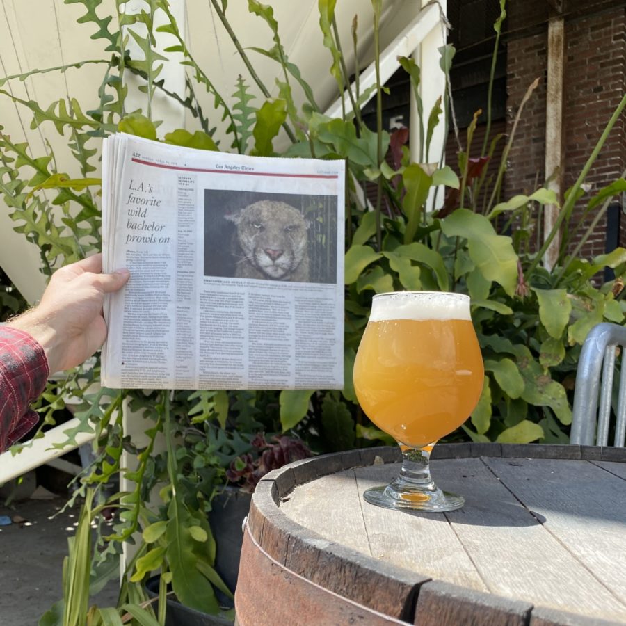 P-22 on the front page of the LA times, next to a pint of P-22 Pale Ale