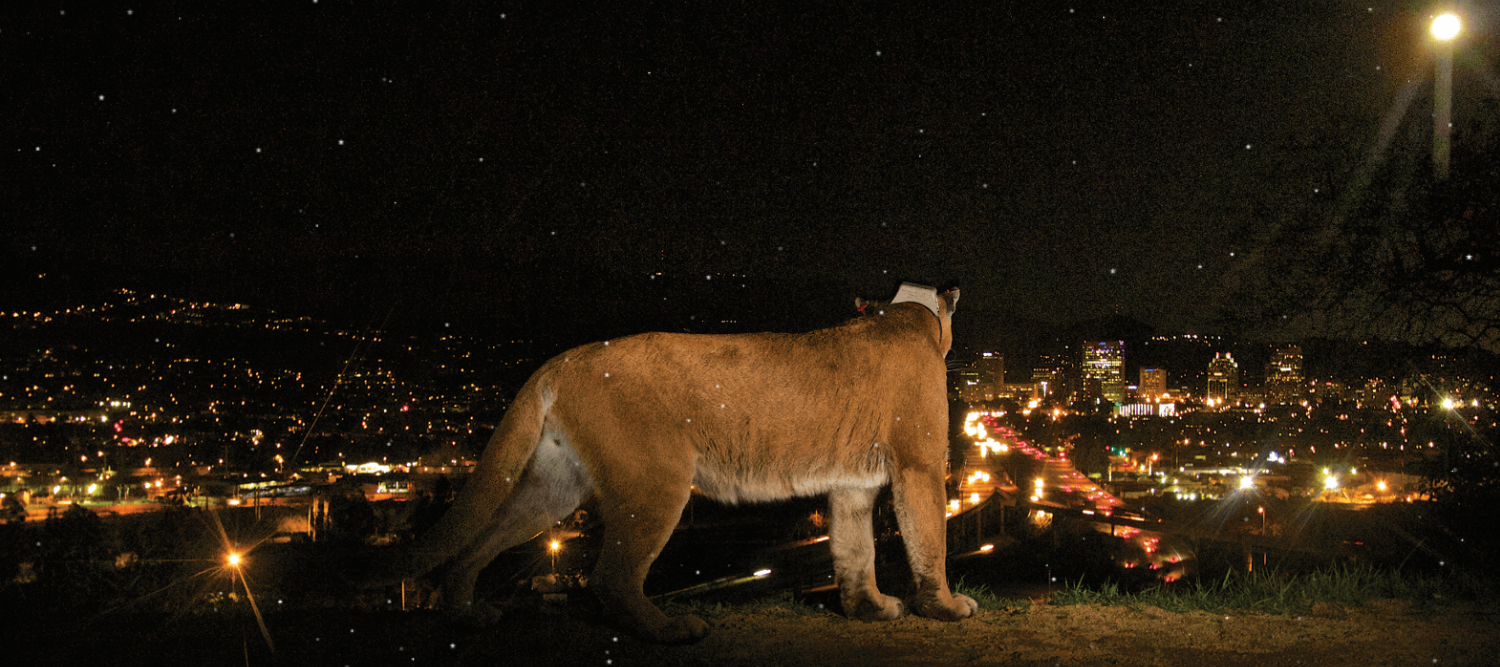 Photo of P-22 overlooking Los Angeles