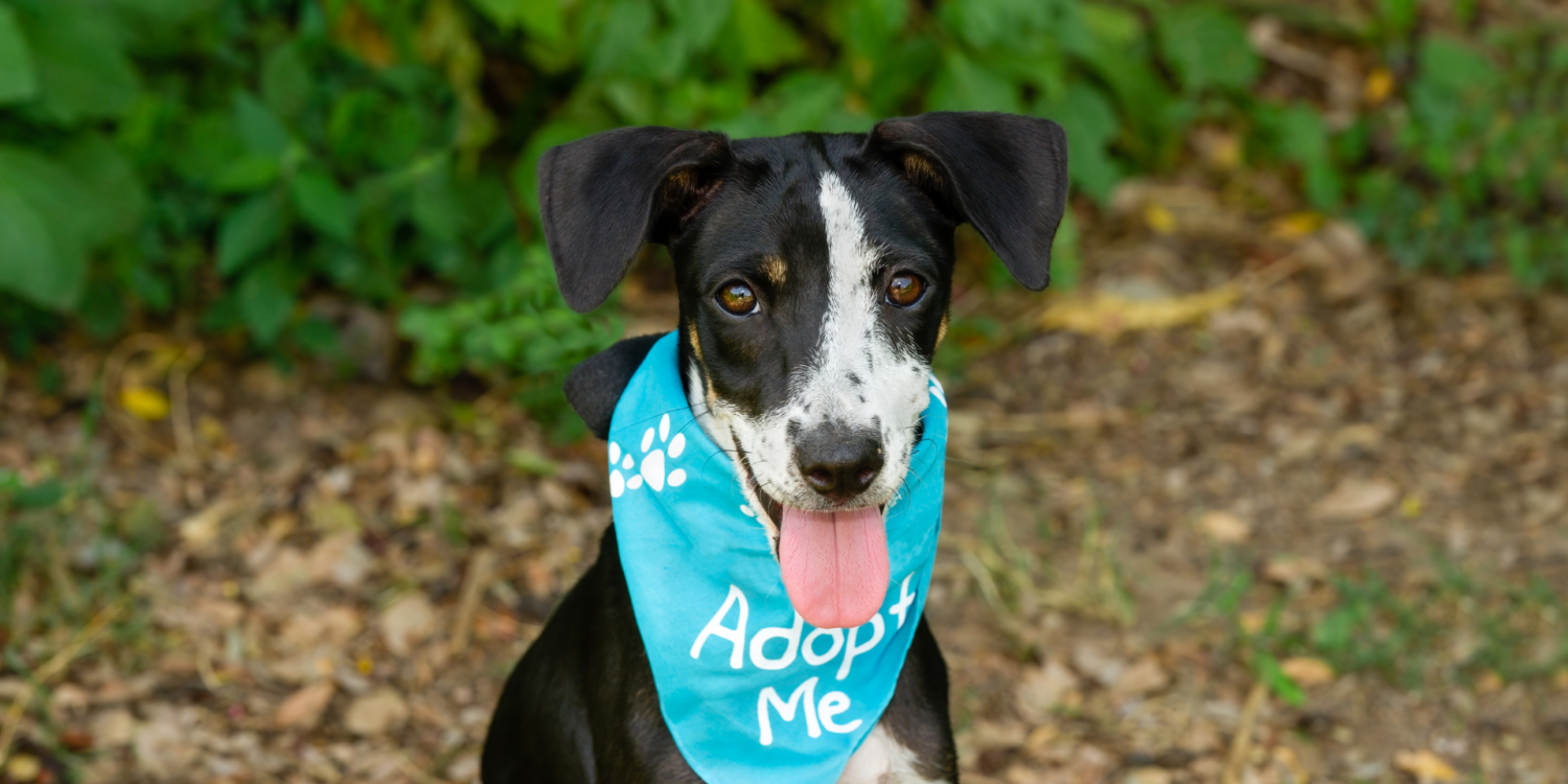 Adopt me dog
